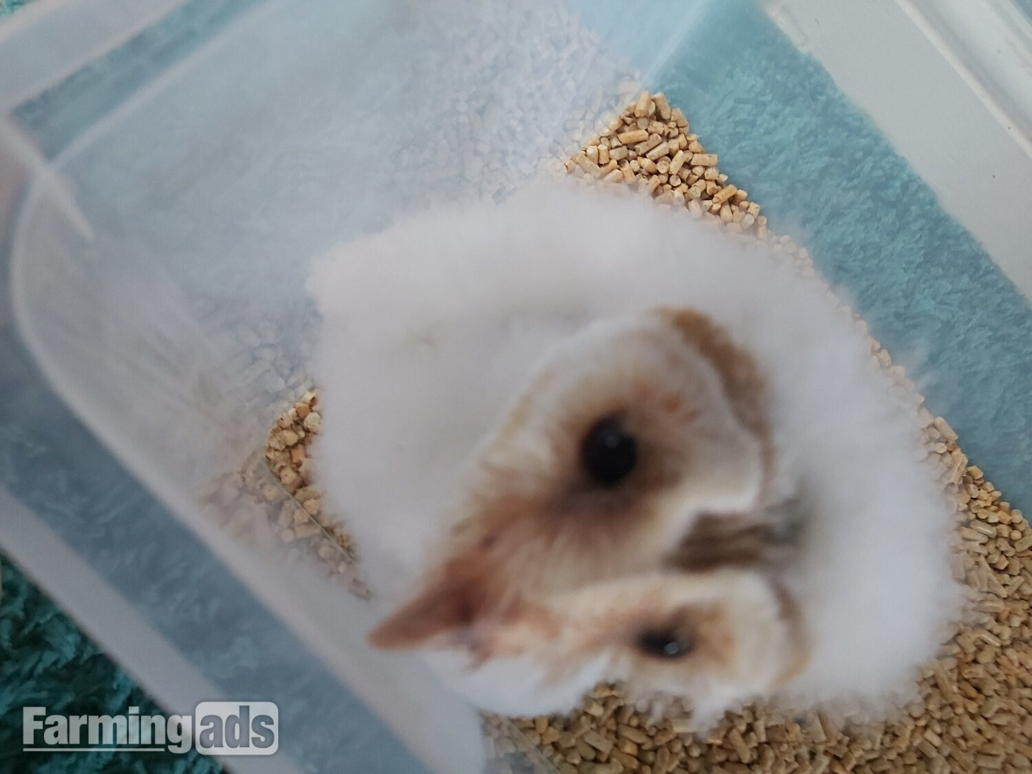 {CATEGORY} - Imprinted barn owlet