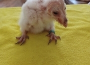 Imprinted barn owletts