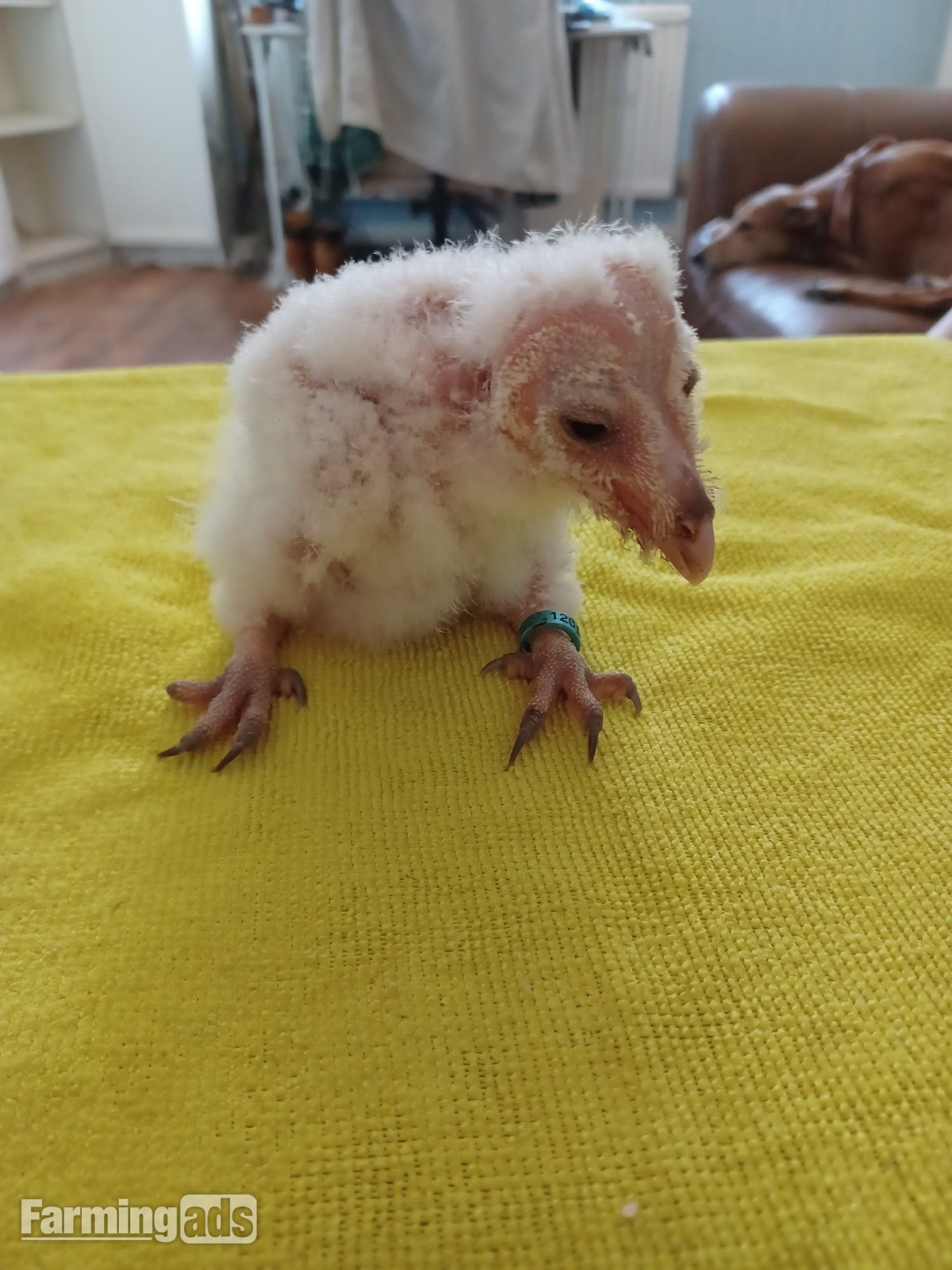 Imprinted barn owlet