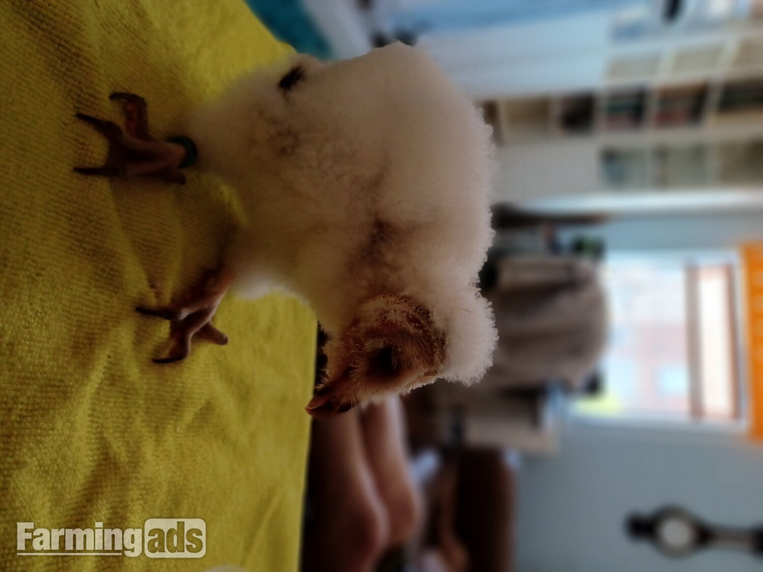  Imprinted barn owlet