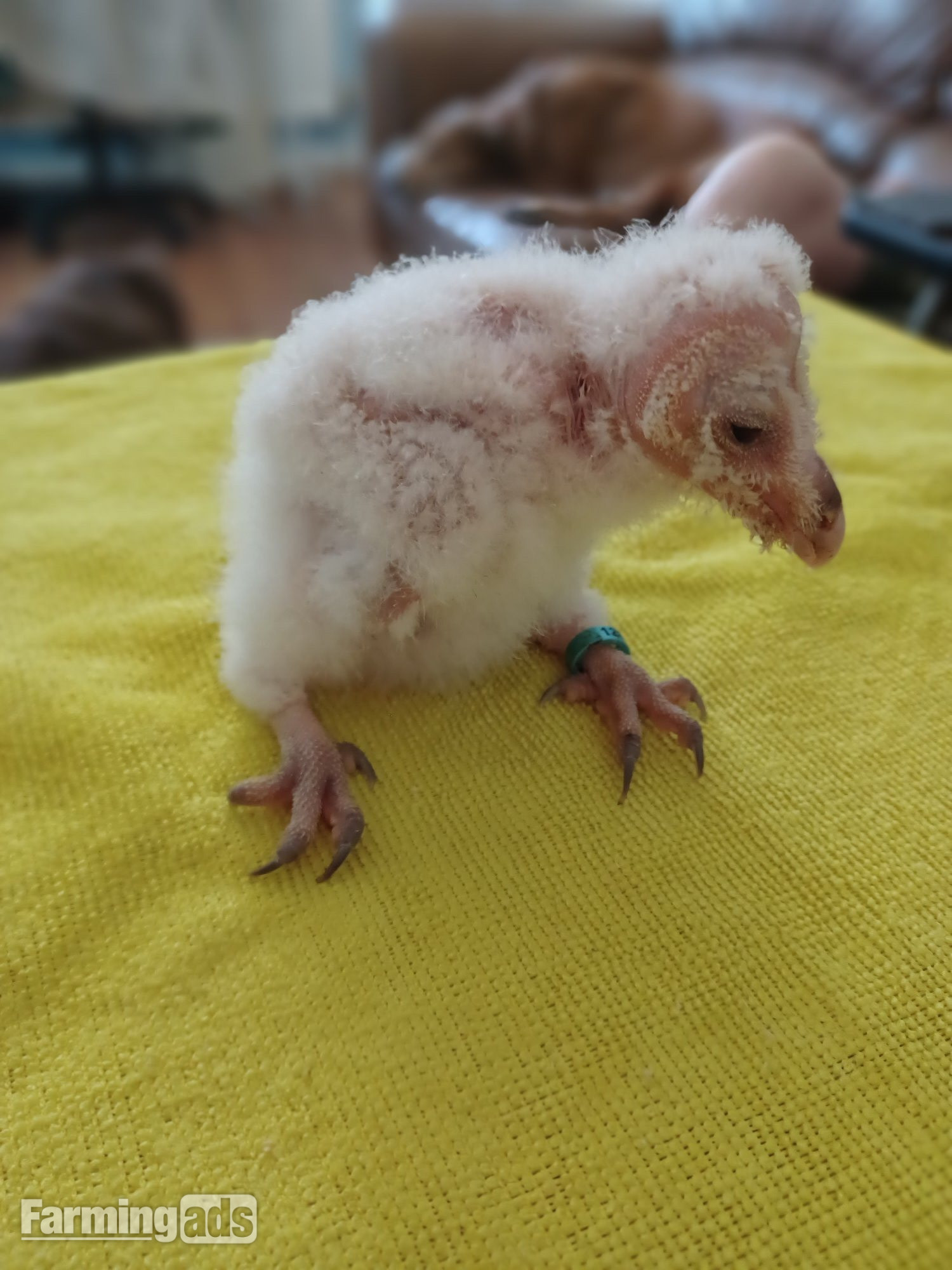 Imprinted barn owlet