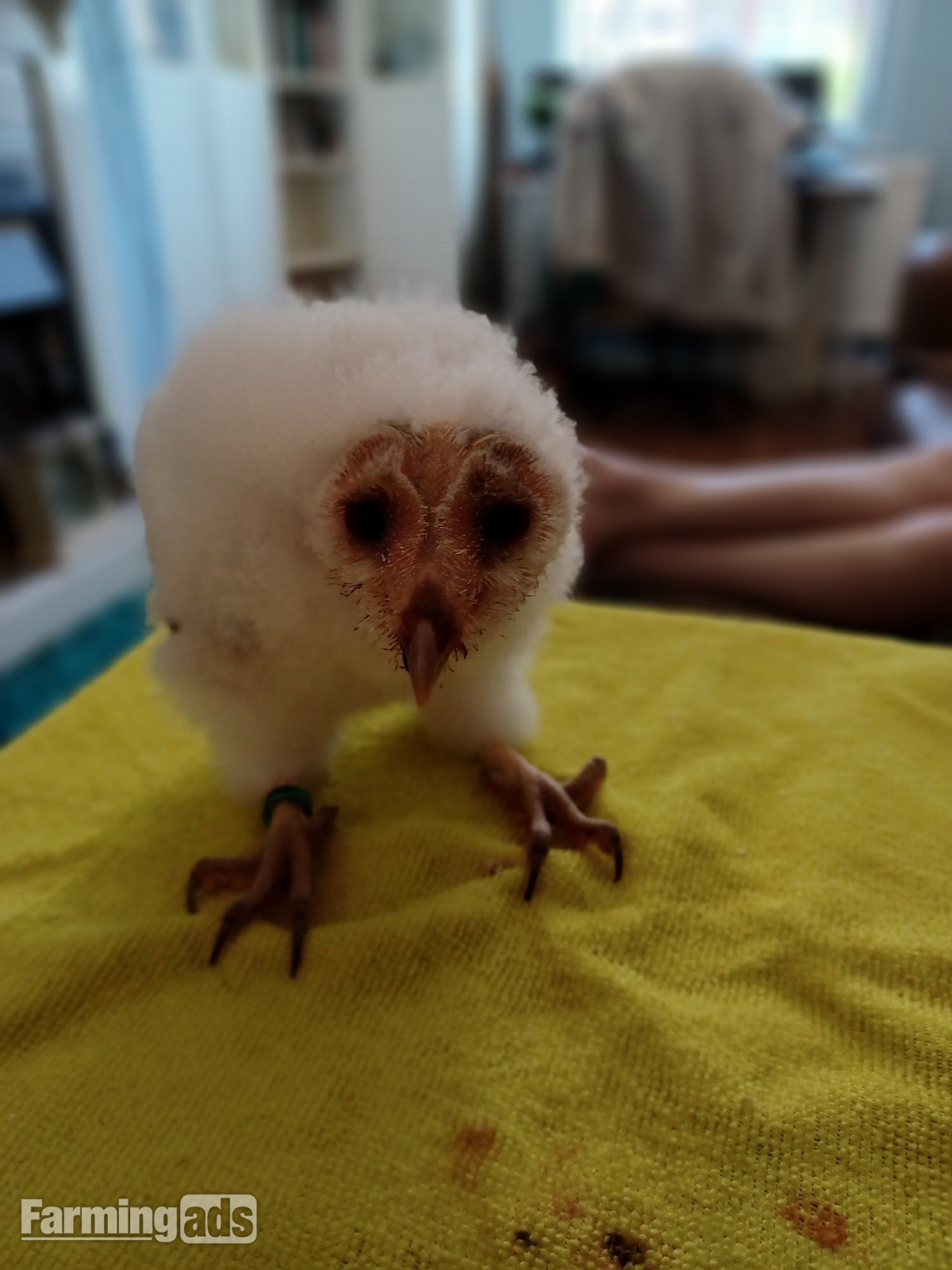 Imprinted barn owlet - {CATEGORY}