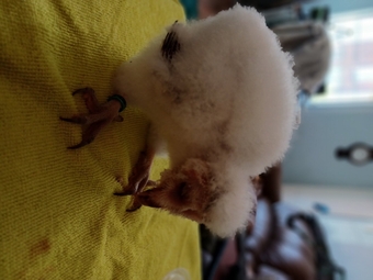 Imprinted barn owletts