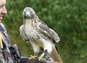 Redtail Hawk, Male, 5 years old, has had fur and feather 