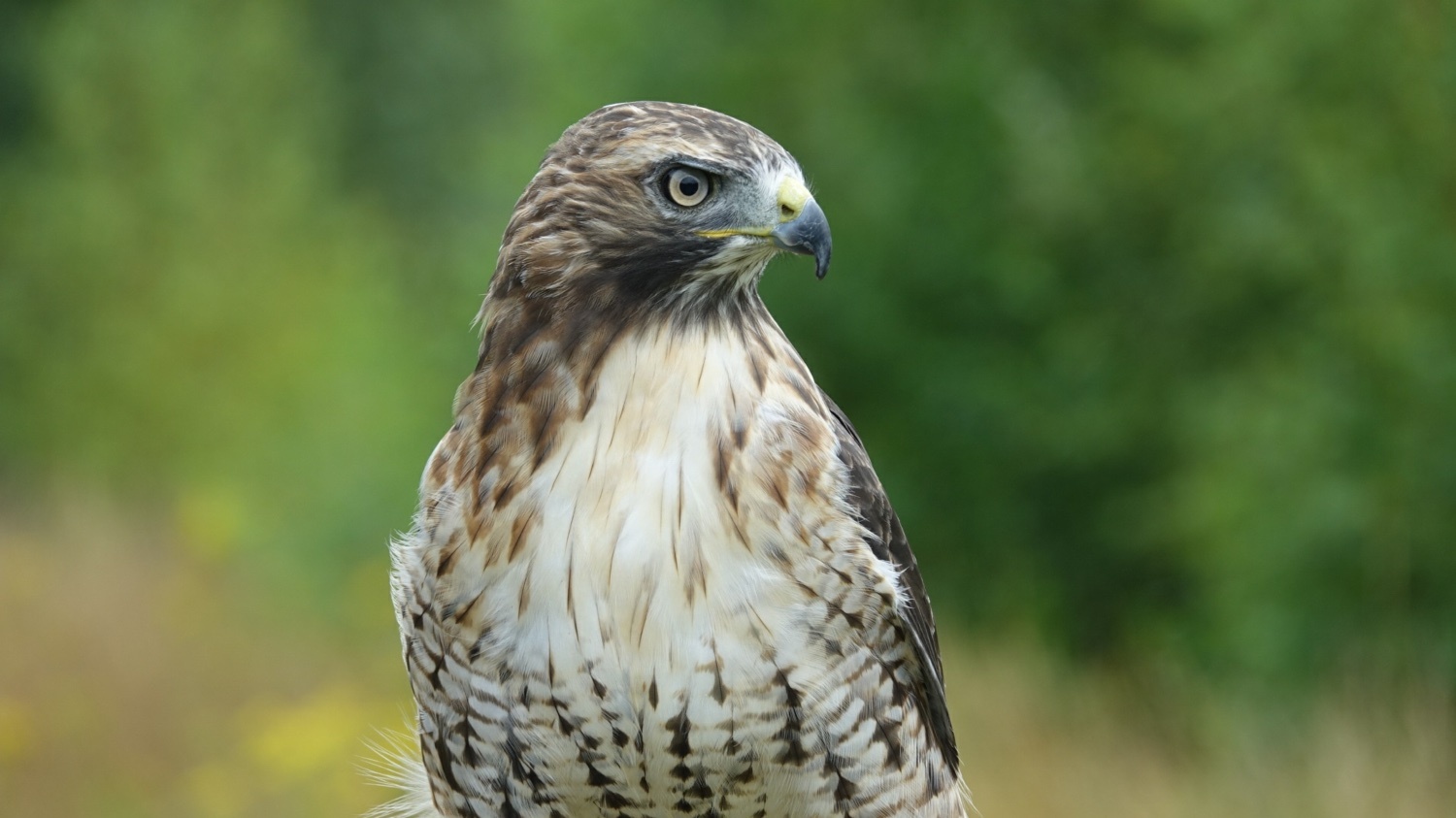 Redtail Hawk, Male, 5 years old, has had fur and feather 