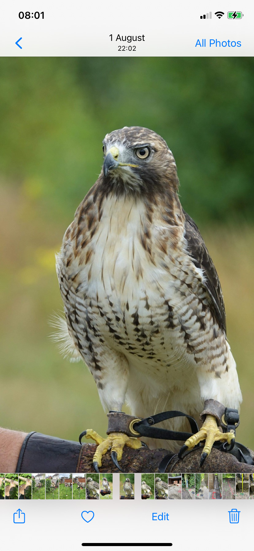  Redtail Hawk, Male, 5 years old, has had fur and feather 