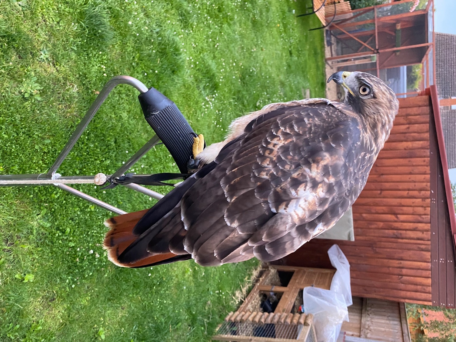 Redtail Hawk, Male, 5 years old, has had fur and feather  - {CATEGORY}