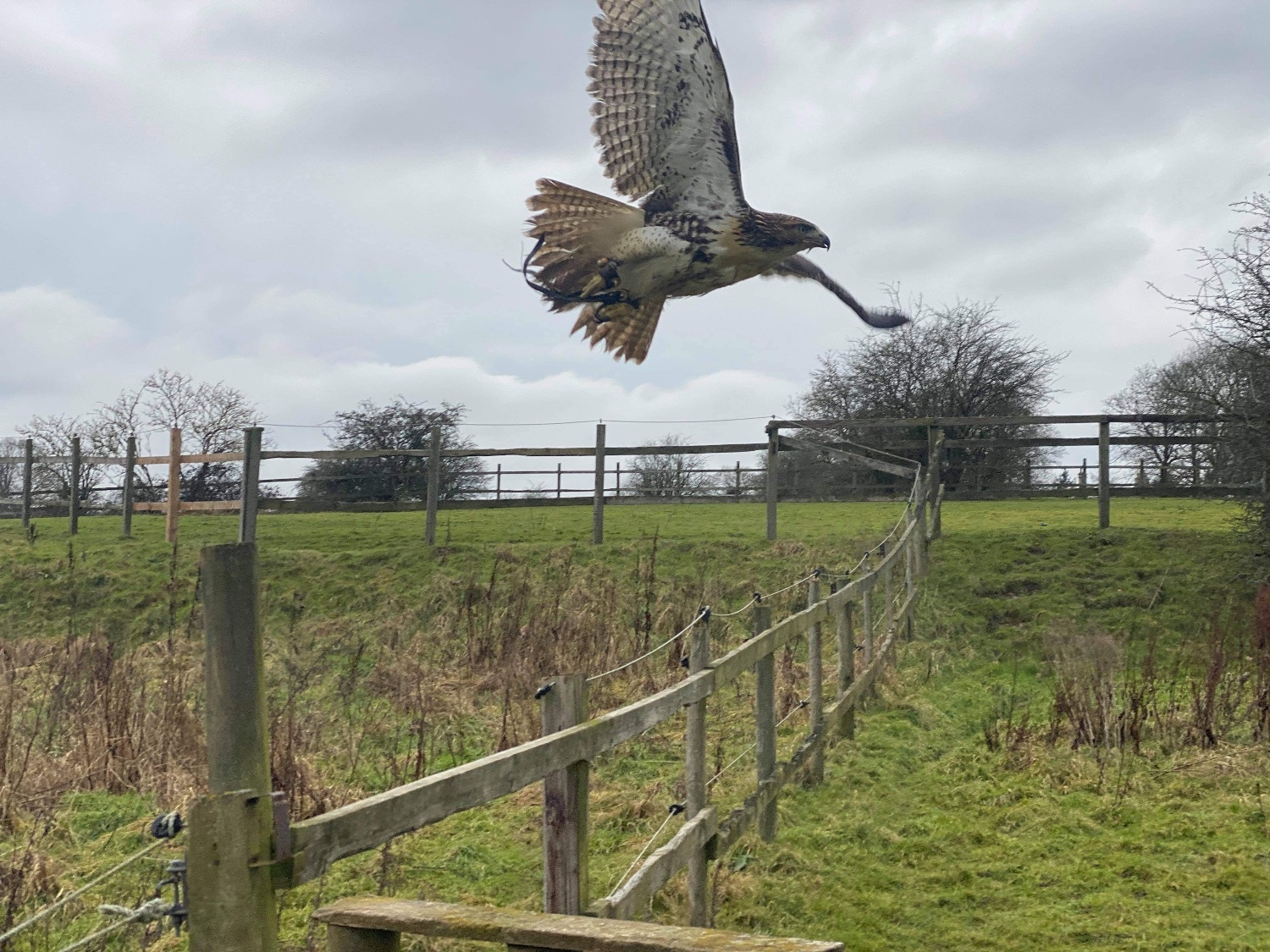 Redtail Hawk, Male, 5 years old, has had fur and feather  - {CATEGORY}