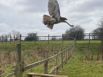 Redtail Hawk, Male, 5 years old, has had fur and feather 