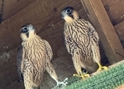 2026, 3/4 Peregrine X Sakers