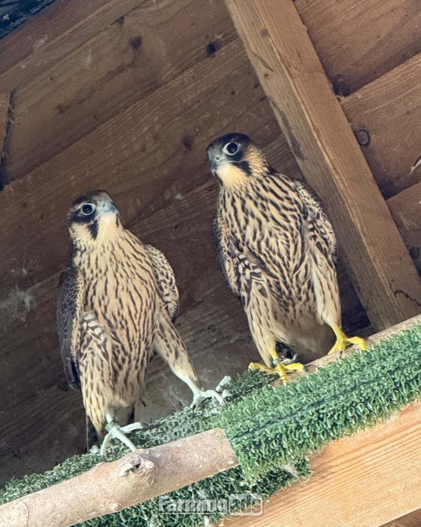 2026, 3/4 Peregrine X Sakers