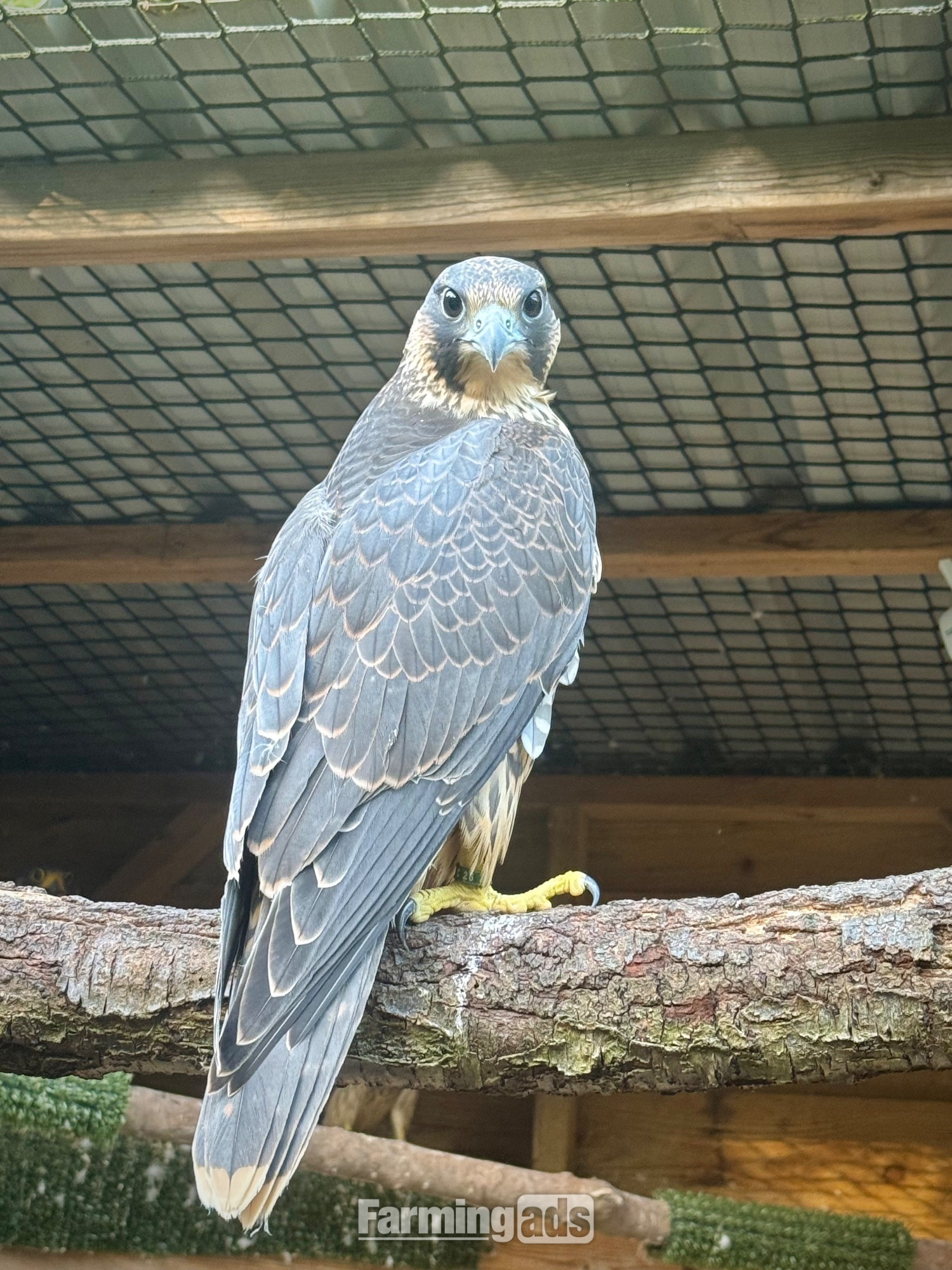 2026, 3/4 Peregrine X Sakers
