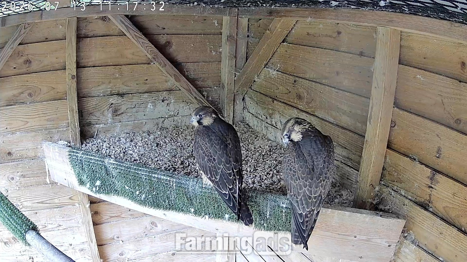  2026, 3/4 Peregrine X Sakers