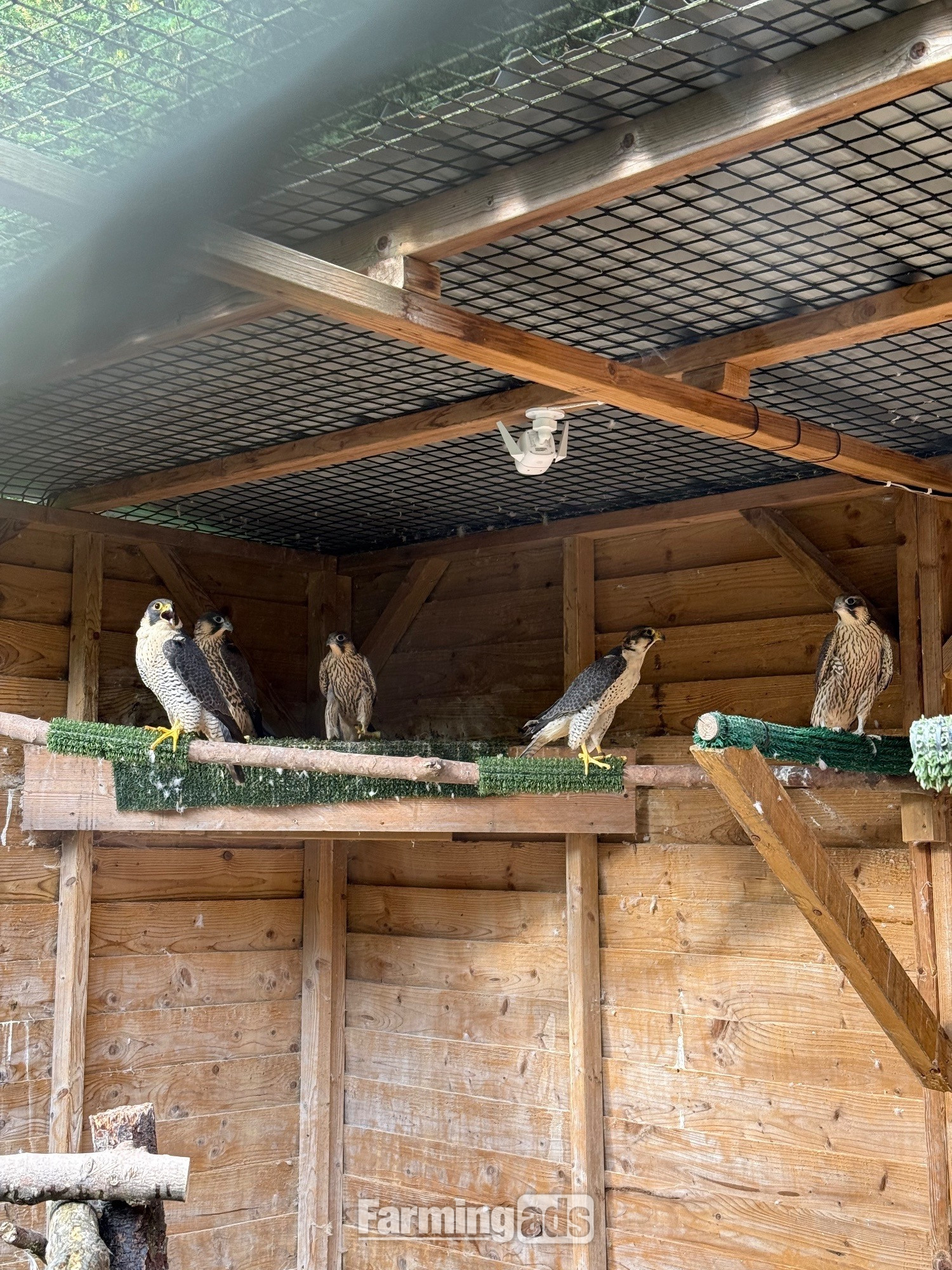 2026, 3/4 Peregrine X Sakers - {CATEGORY}