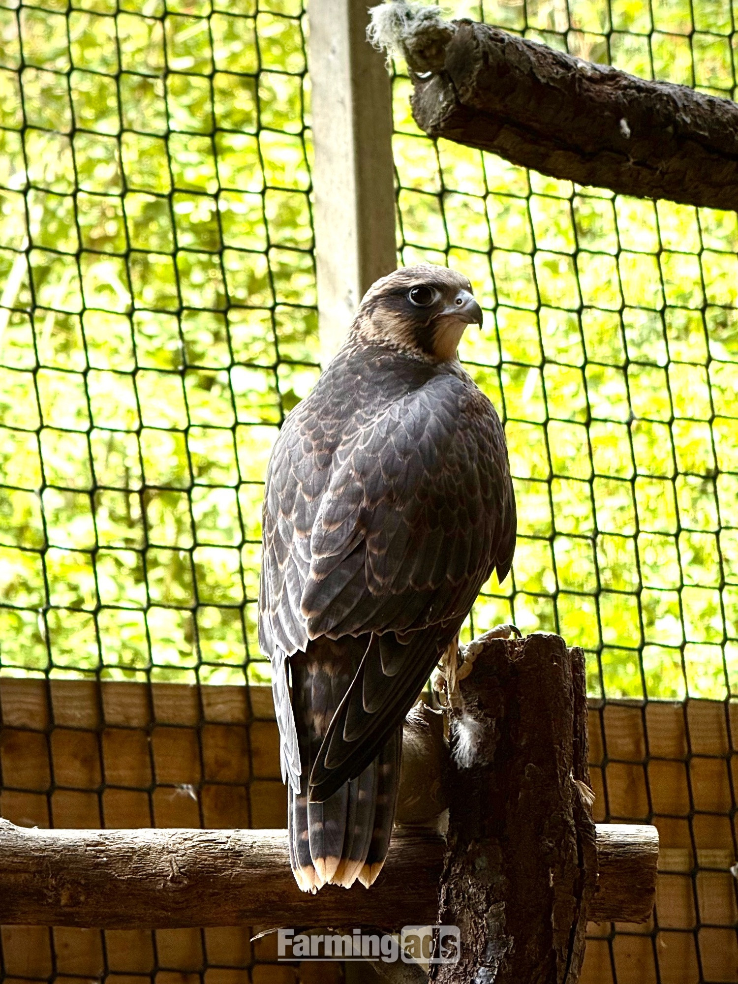 2026, 3/4 Peregrine X Sakers - {CATEGORY}