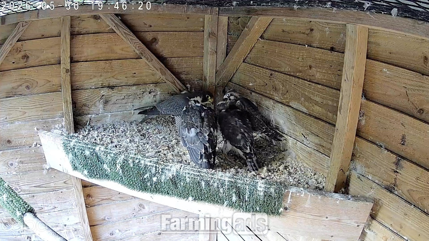 2026, 3/4 Peregrine X Sakers 