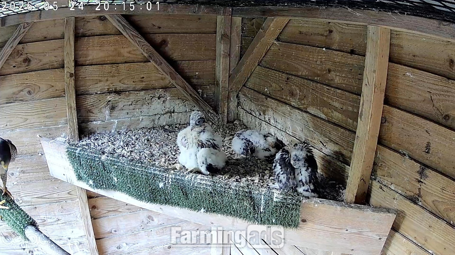 {CATEGORY} - 2026, 3/4 Peregrine X Sakers