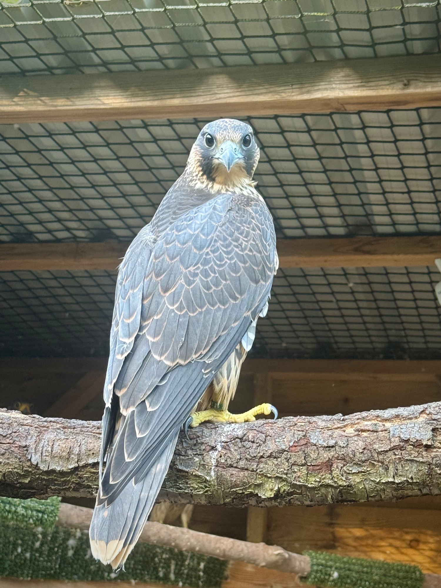 2026, 3/4 Peregrine X Sakers