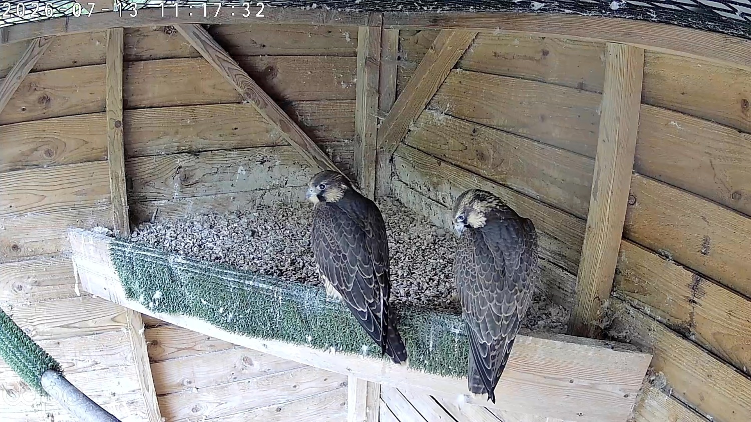  2026, 3/4 Peregrine X Sakers
