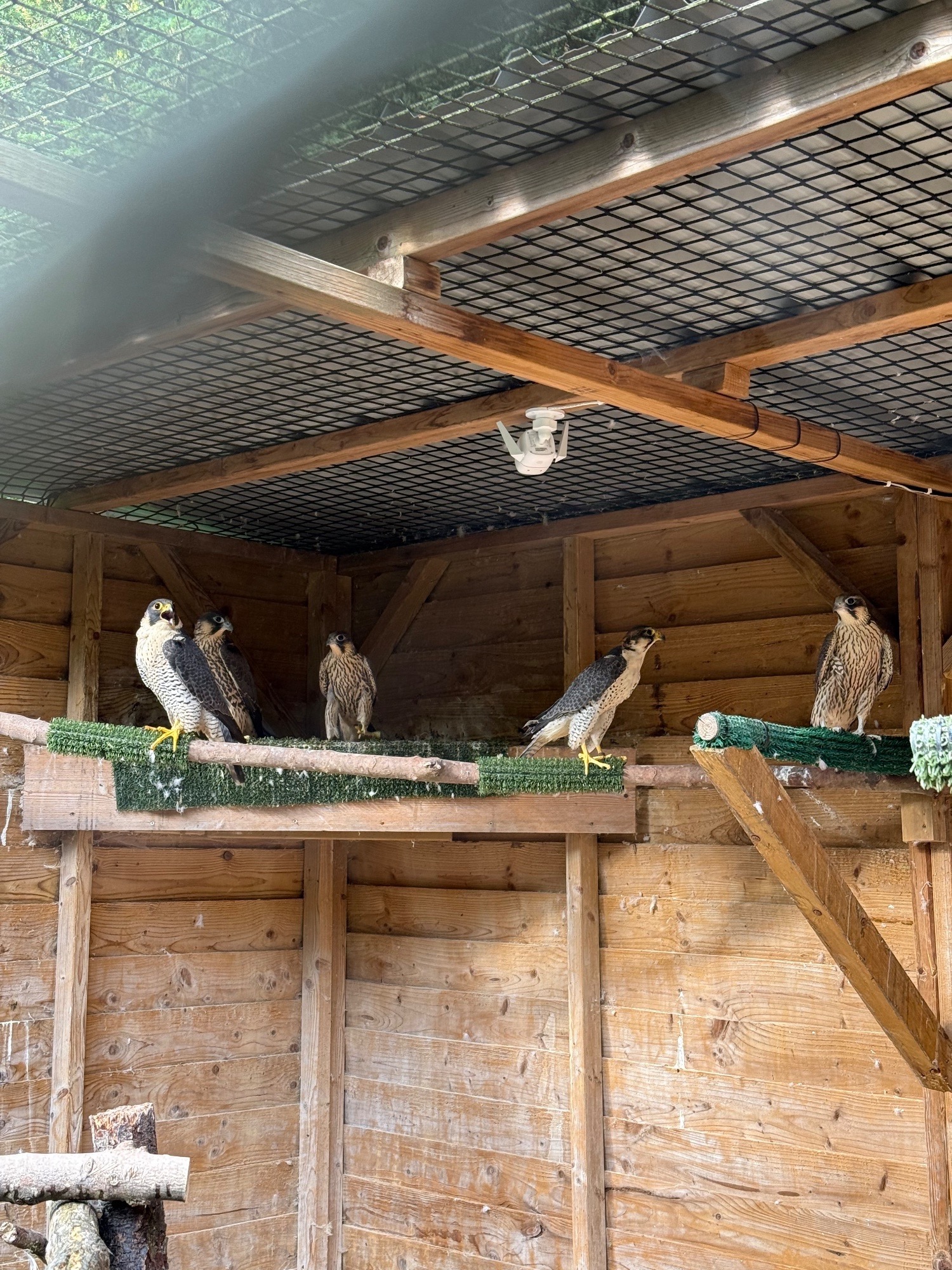 2026, 3/4 Peregrine X Sakers - {CATEGORY}