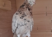 Few rollers available 3 yearling males and 4 youngsters Sunderland 