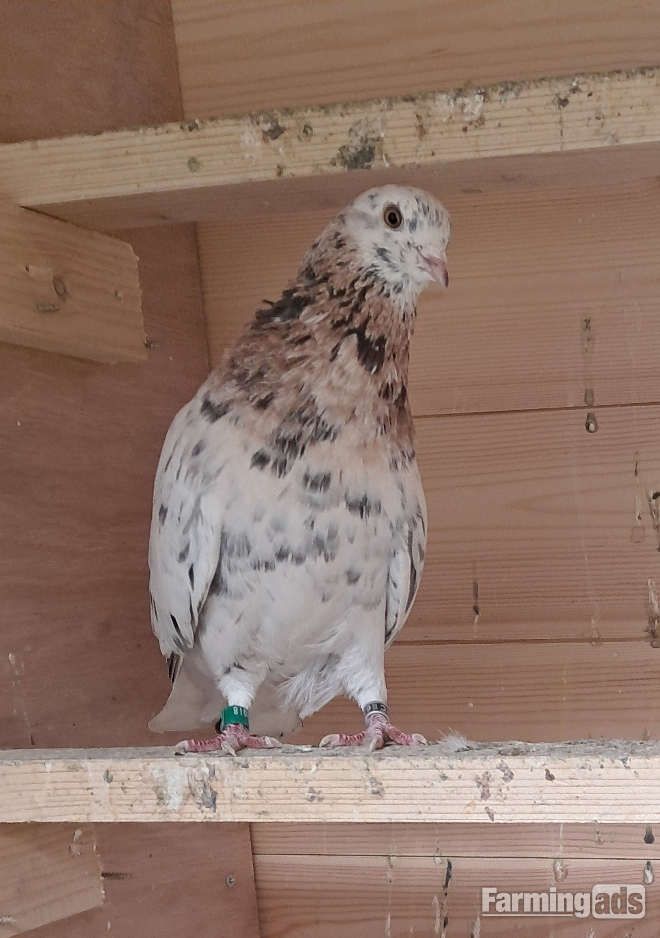 Few rollers available 3 yearling males and 4 youngsters Sunderland 