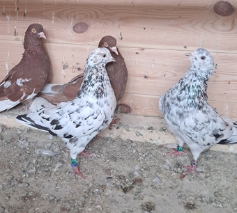 Few rollers available 3 yearling males and 4 youngsters Sunderland 