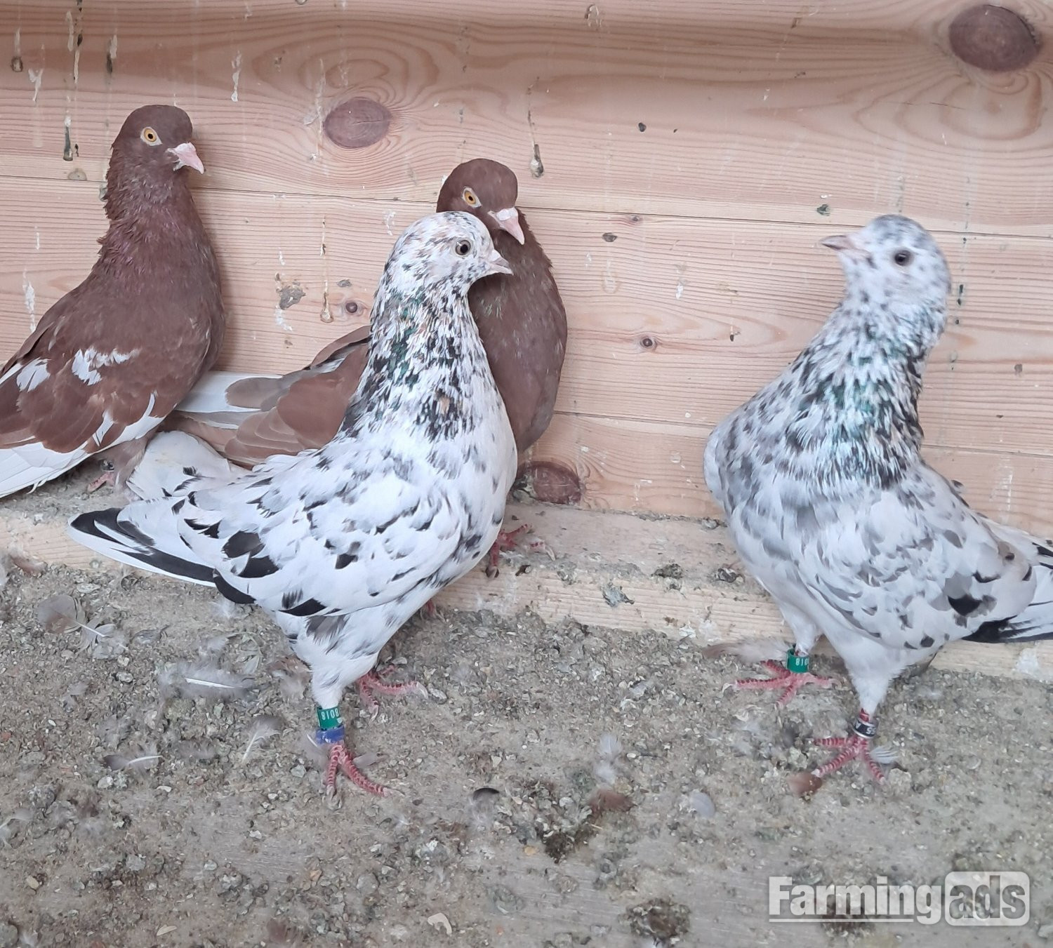  Few rollers available 3 yearling males and 4 youngsters Sunderland 