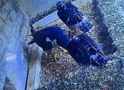 Peregrine  falcons  Males pr 