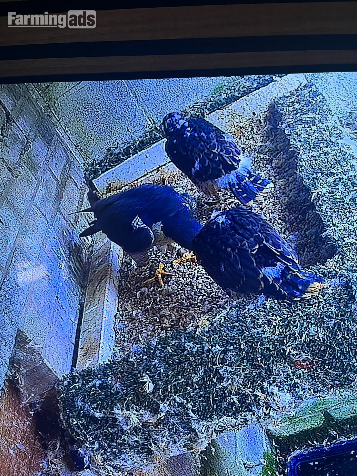 Peregrine  falcons  Males pr 