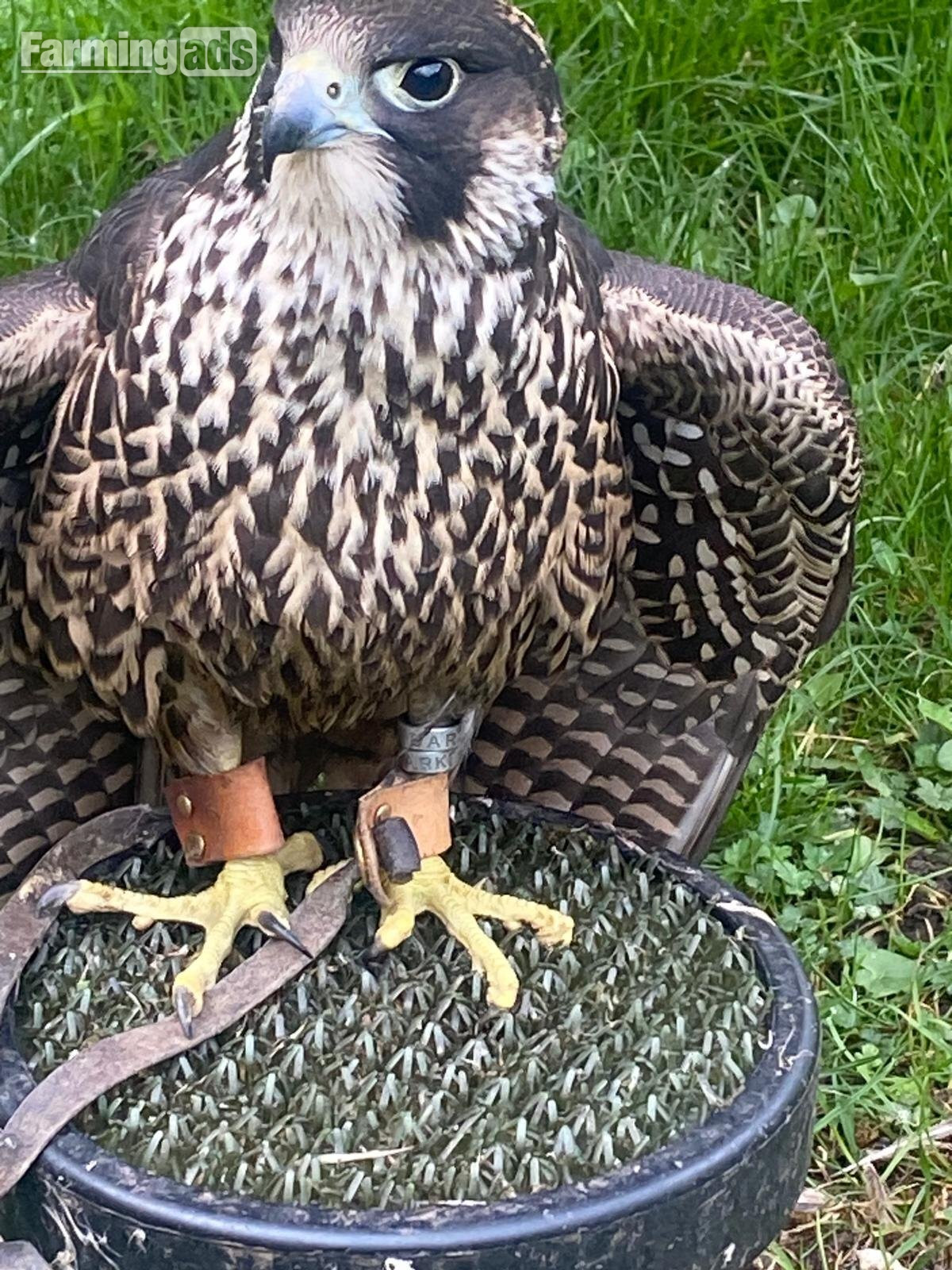 Peregrine  falcons  Males (PR)  on quail and woodpigeon 