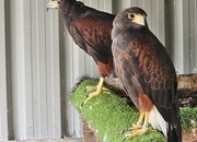 Breeding pair of Harris Hawks