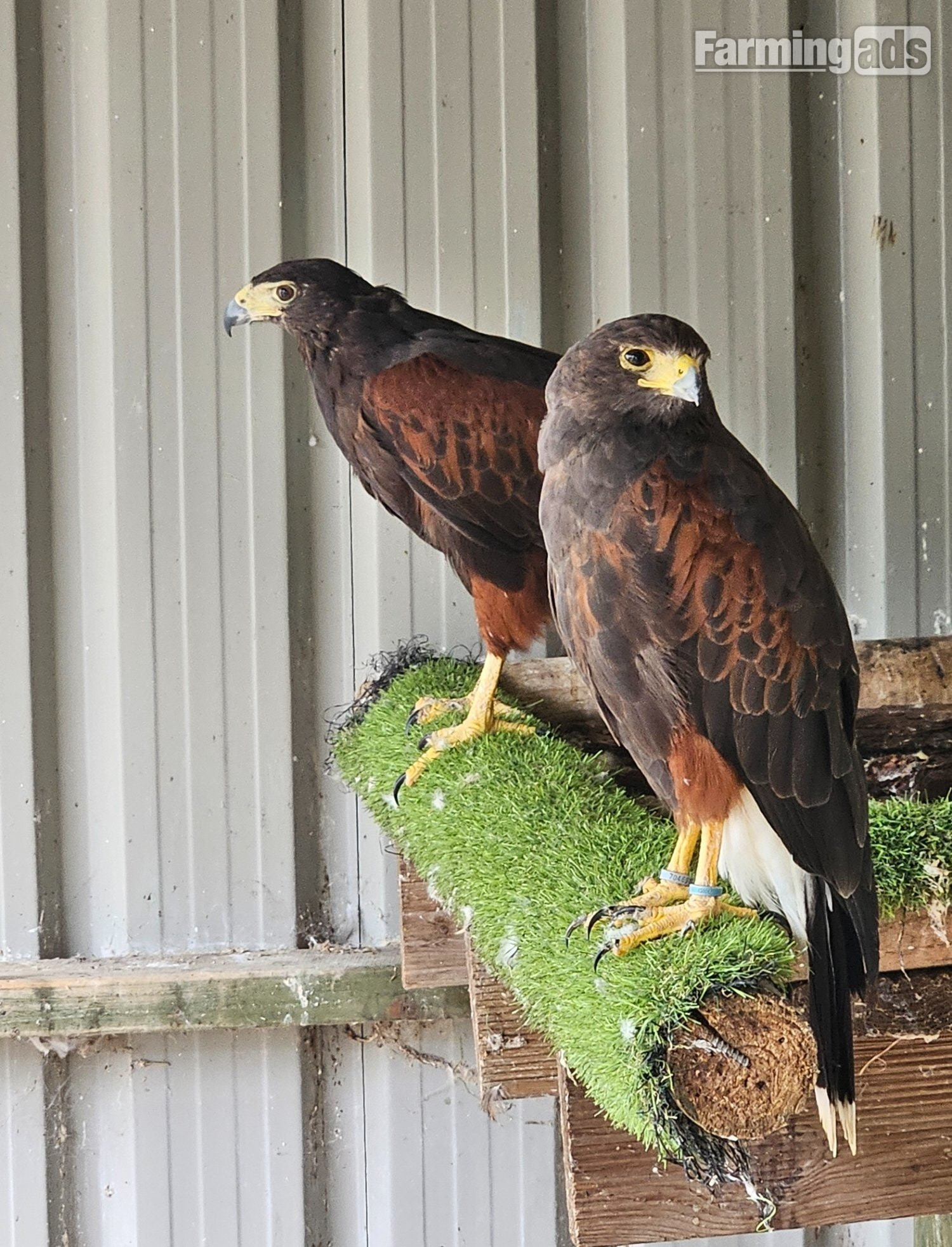 Breeding pair of Harris Hawks