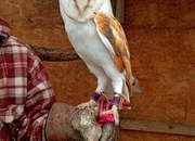 9Popcorn 2 years and 2 months barn owl looking for a new home due to not bonding