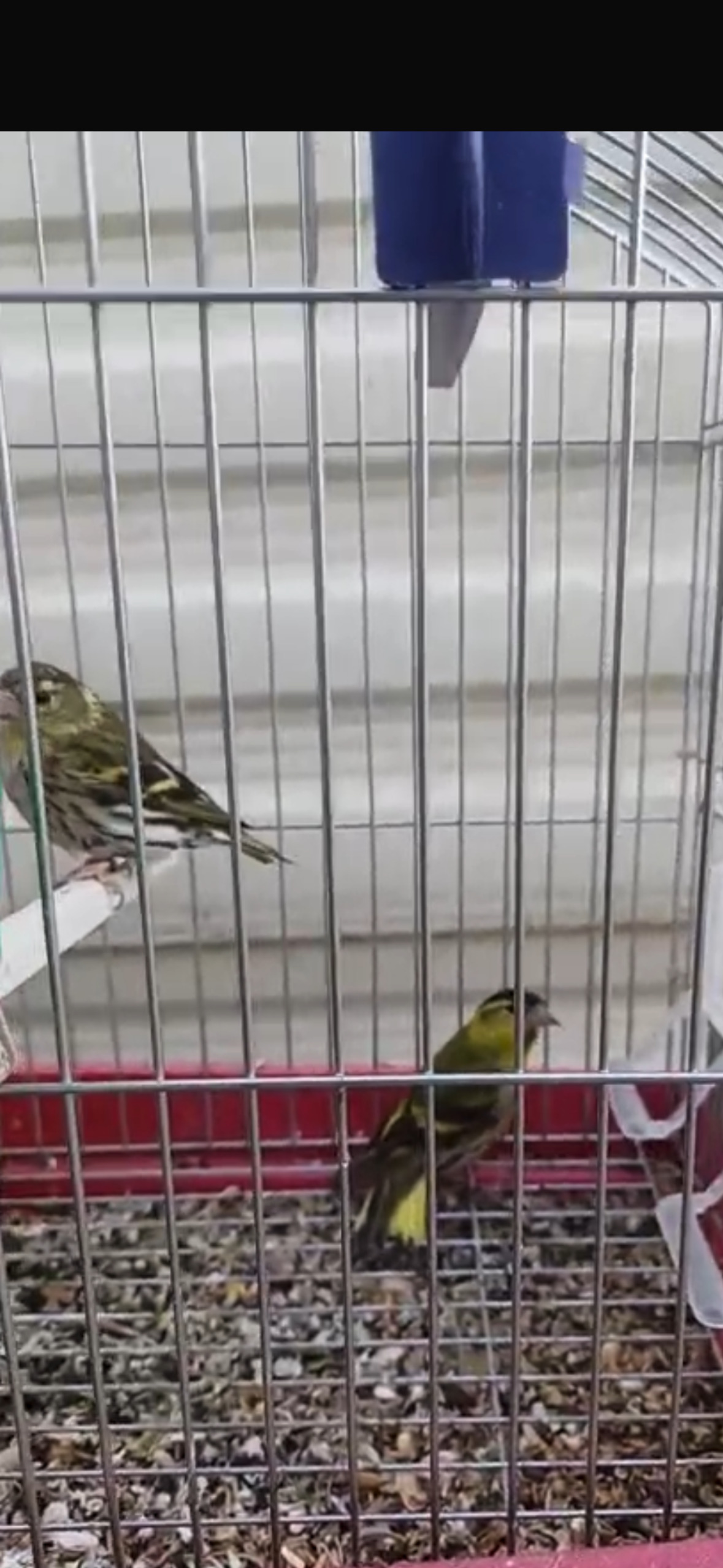 Siskins for sale 