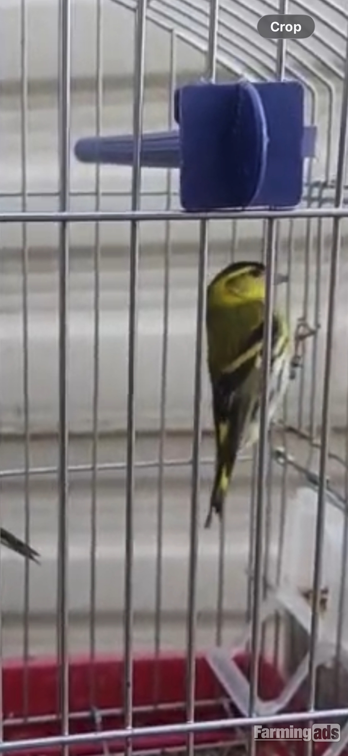 Siskins for sale 