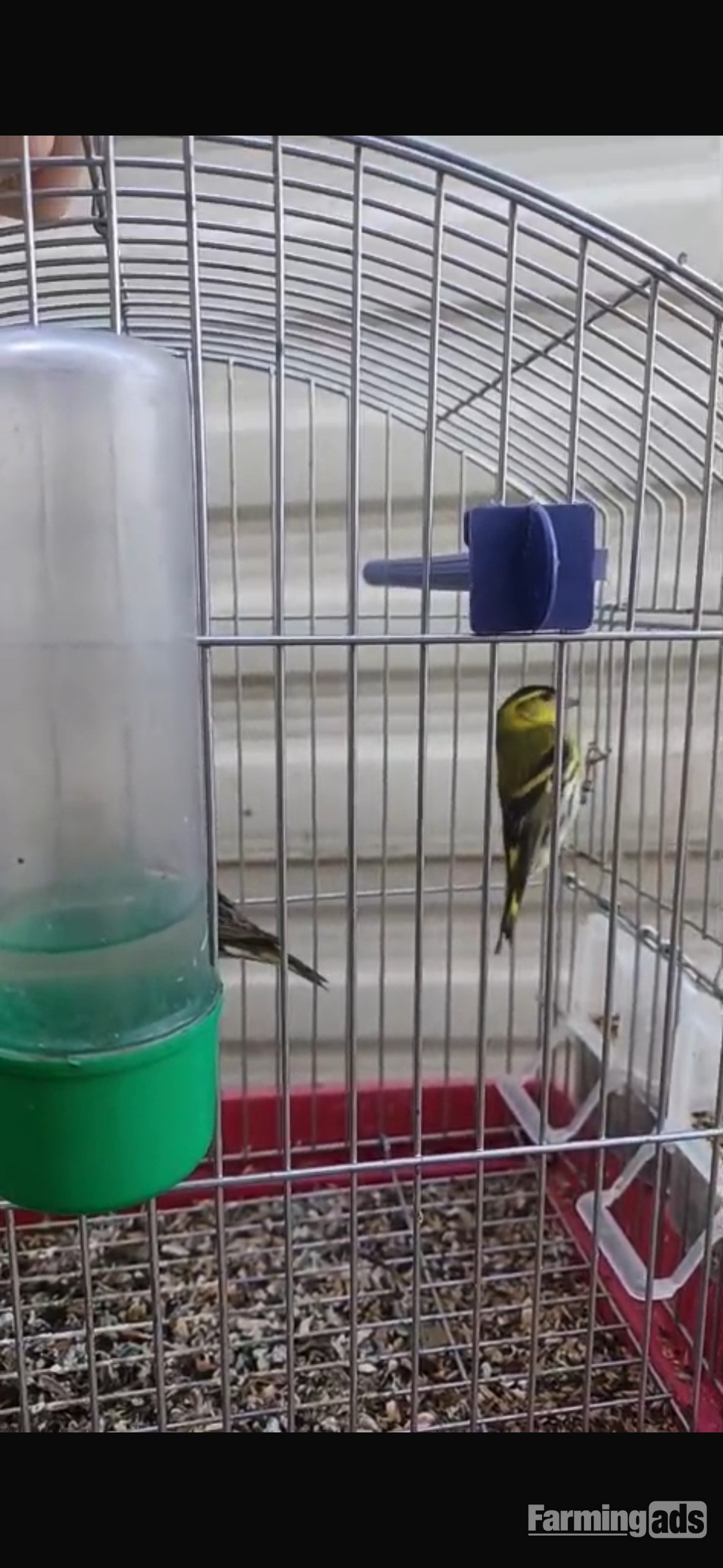  Siskins for sale 