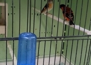 Red Siskins pairs for sale