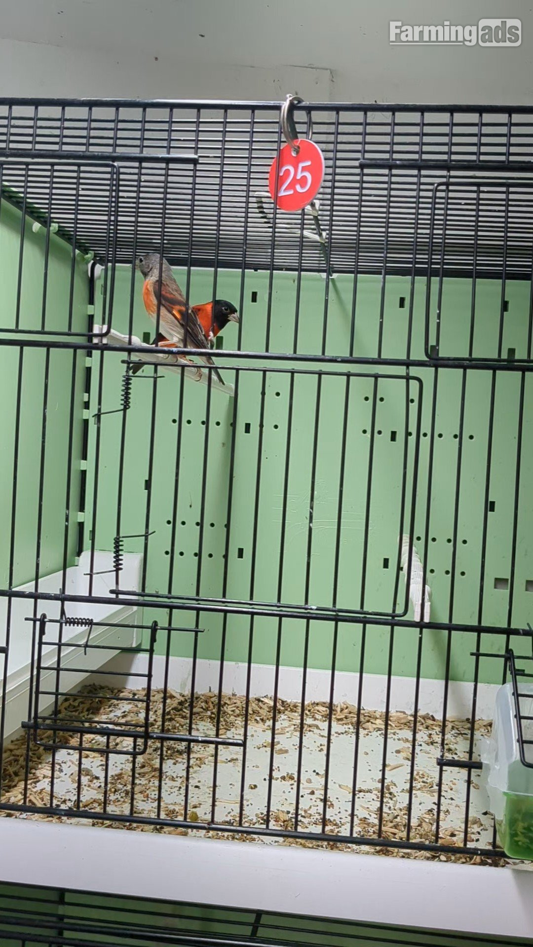  Red Siskins pairs for sale