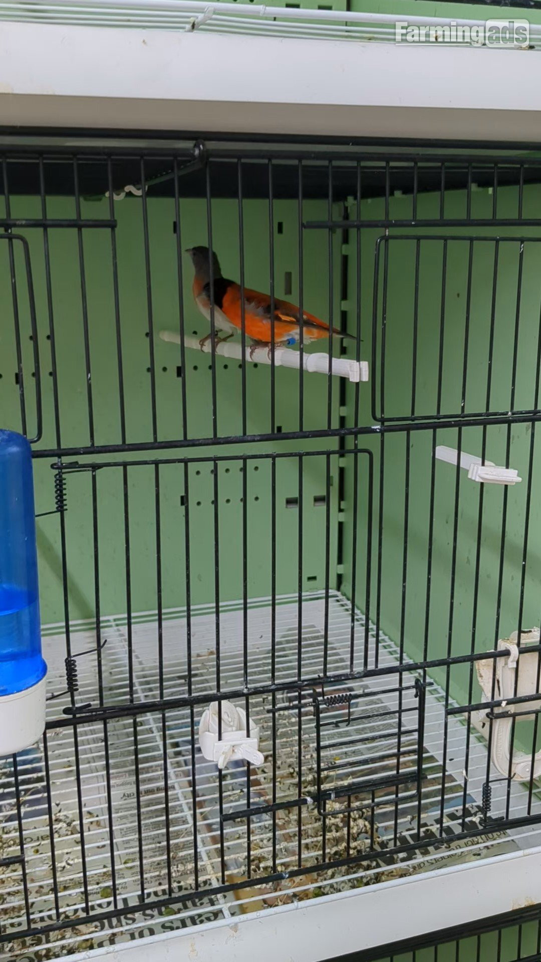 Red Siskins pairs for sale