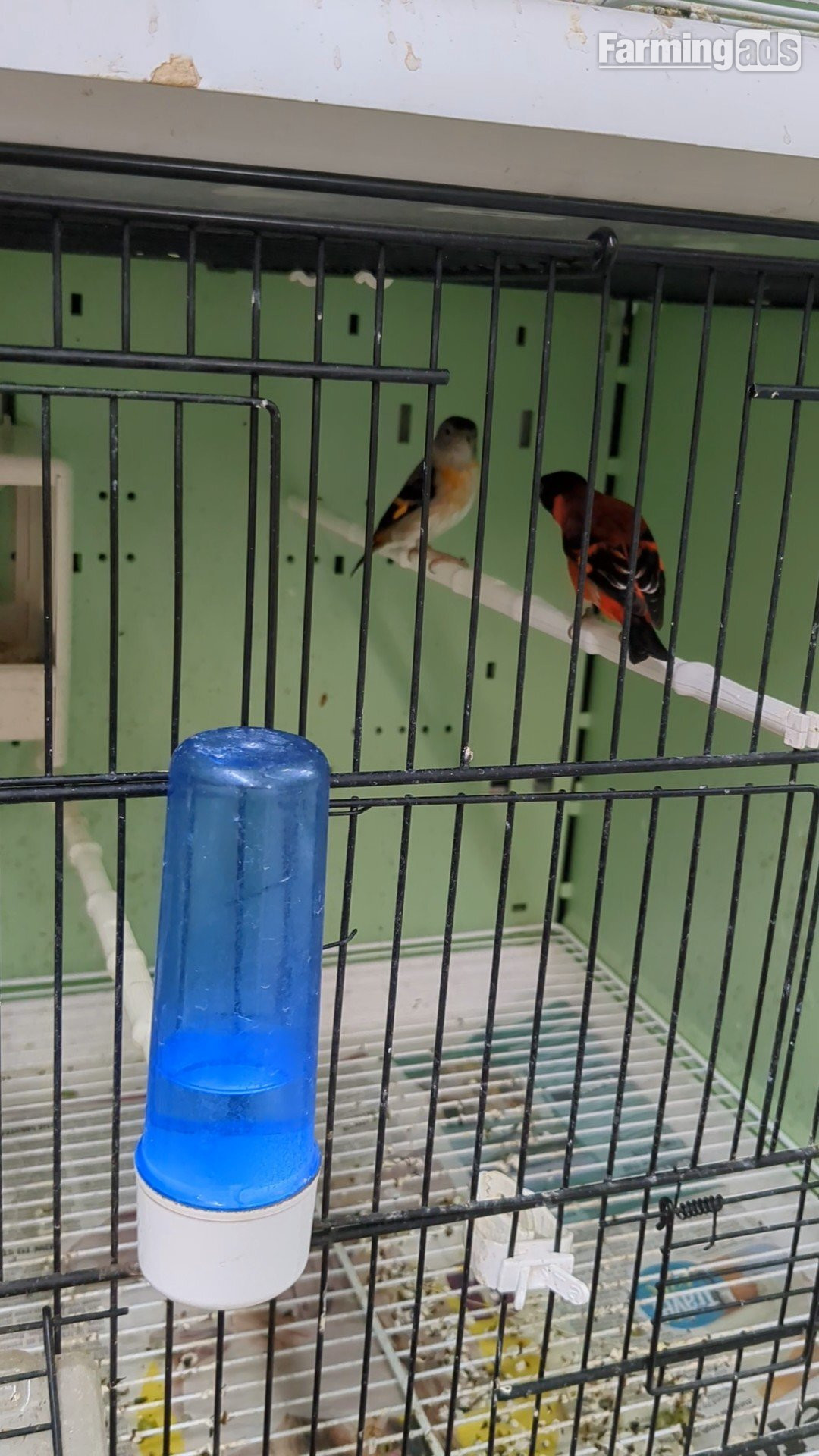 Red Siskins pairs for sale