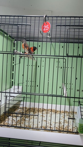 Red Siskins pairs for sale