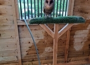 Male Black Barn owl