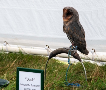 Male Black Barn owl