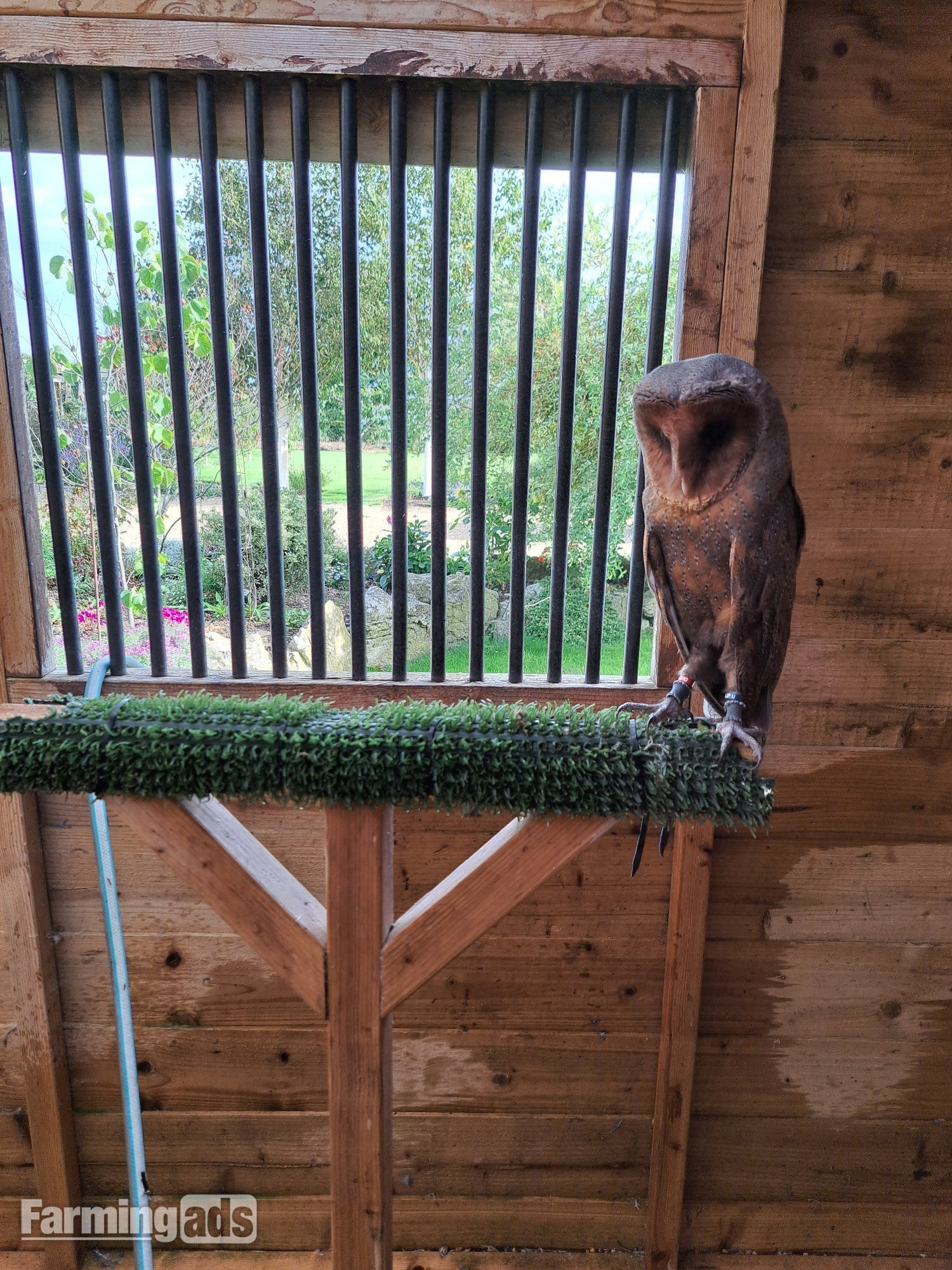 Male Black Barn owl