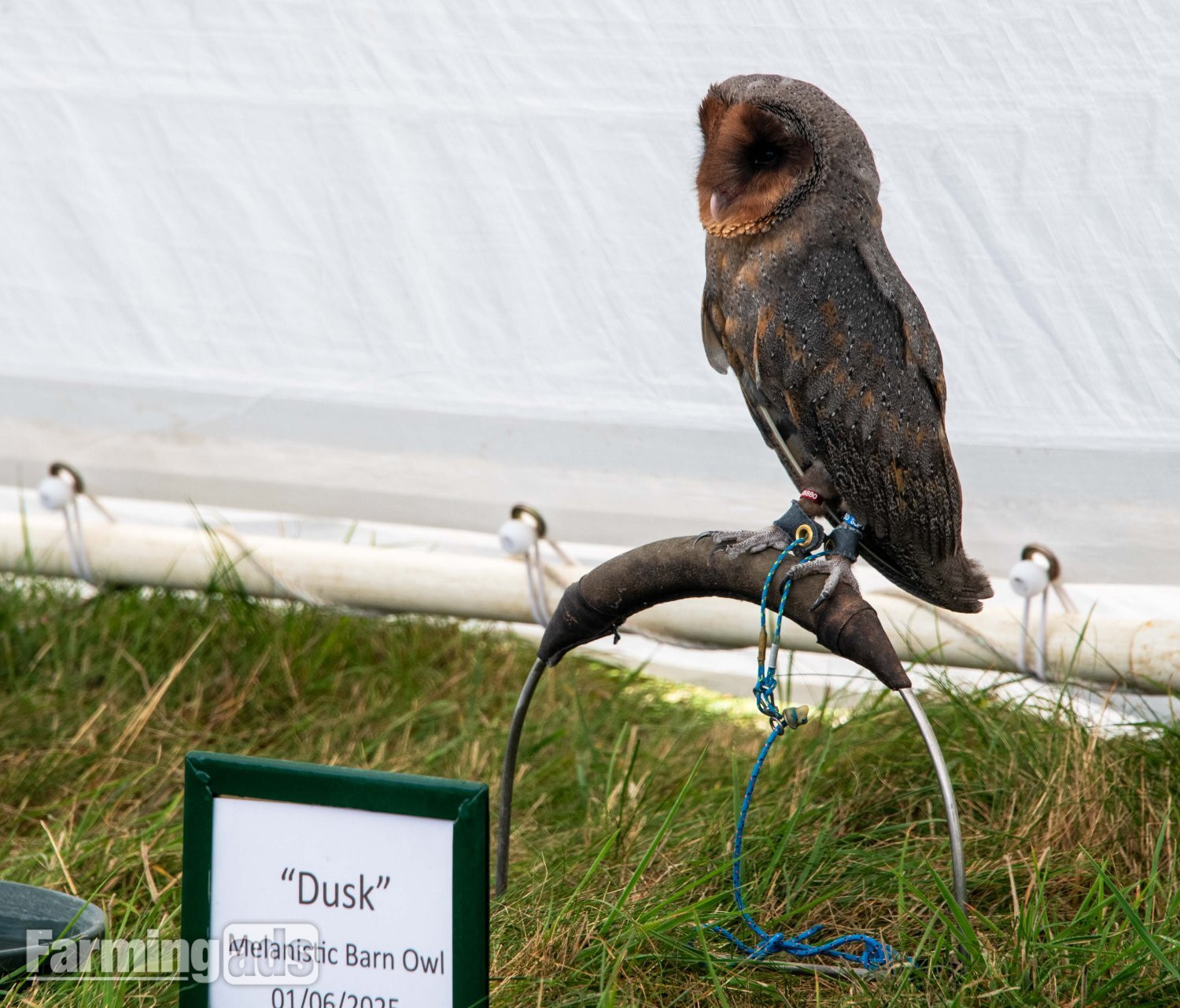  Male Black Barn owl