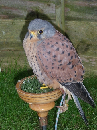 Male Kestrel for sale
