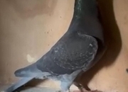 Racing pigeon for sale 