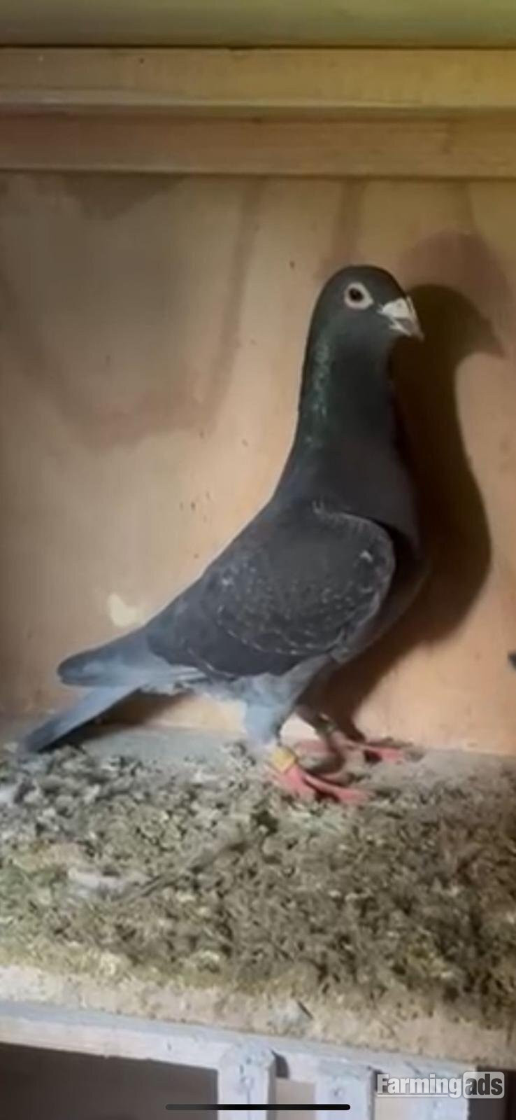 Racing pigeon for sale 