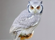 AFRICAN WHITE FACED OWL WANTED 